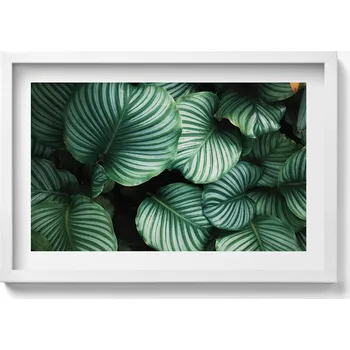 Obraz Obraz v rámu na zeď do obýváku Velké zelené listy 60x40 cm