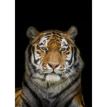 Obraz Plakát Tygr bez rámu 20,5 x 28,4 cm