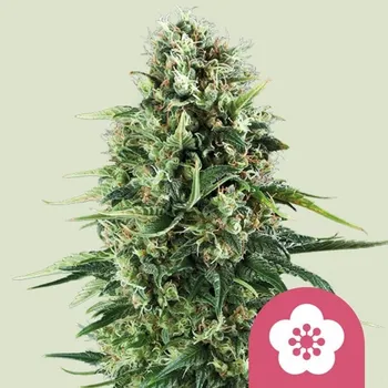 Semeno Royal Queen Seeds Power Flower Balení: 3ks
