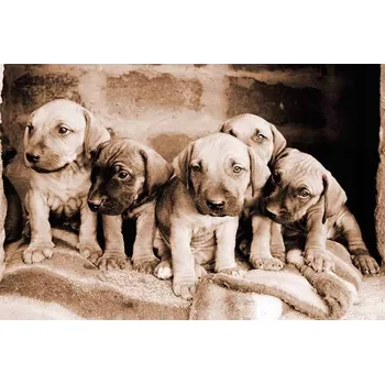 Obraz Cedule Malé psi