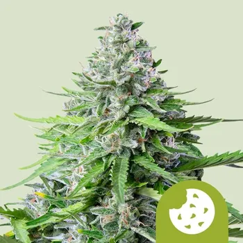 Semeno Royal Queen Seeds Royal Cookies Auto Balení: 1ks