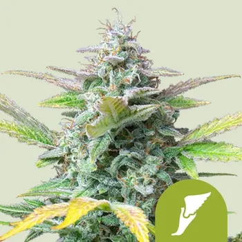 Semeno Royal Queen Seeds Quick One Auto Balení: 1ks