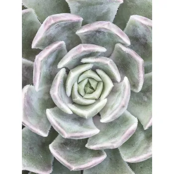 Obraz Plakát Sukulent (bez rámu) 60 x 80 cm