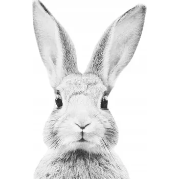 Fototapeta DK350 - M / Samolepka pro děti KRÁLÍK STEFAN