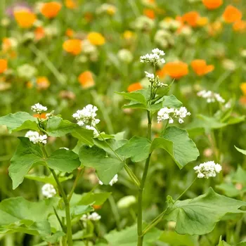 Semeno Květinová směs pro optimální péči o vyvýšené záhony - osivo Kiepenkerl - 1 ks