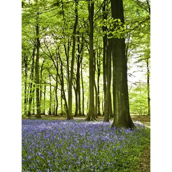Obraz Plakát Modřinky na jaře pokrývající dno lesa bez rámu 30 x 40 cm
