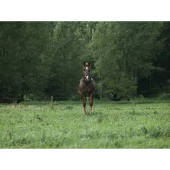 Obraz Plakát Kůň stojící v poli bez rámu 40 x 30 cm