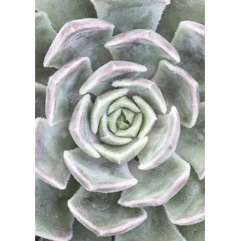 Obraz Plakát Sukulent (bez rámu) 29,7 x 42 cm