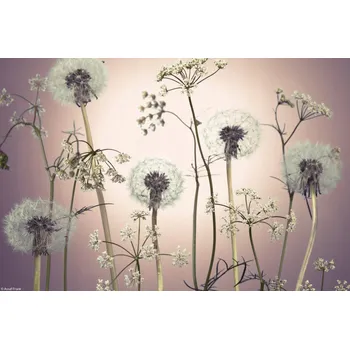 Obraz Plakát Květiny luční 3 bez rámu 30 x 20 cm