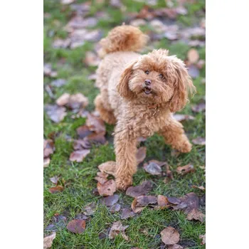 Obraz Plakát pudl bez rámu 53 x 81 cm