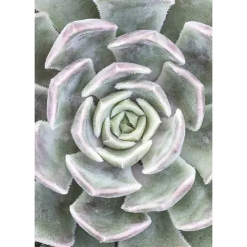 Obraz Plakát Sukulent bez rámu 20,5 x 28,4 cm