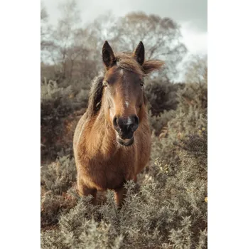 Obraz Plakát Kůň na svobodě bez rámu 61 x 90,5 cm