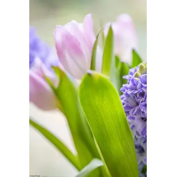 Obraz Plakát Hyacint a tulipány zblízka bez rámu 20 x 30 cm