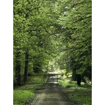 Obraz Plakát Jarní lesní cesta bez rámu 30 x 40 cm