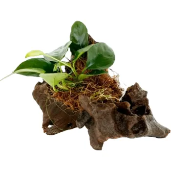 Akvaristika 1 Anubias na kořenu