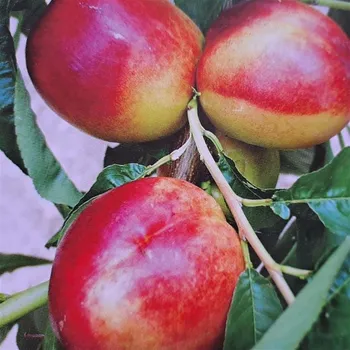 Sazenice Kukla, Trávníček Prunus persica Flavortop 150/175 cm