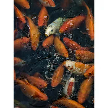 Obraz Plakát Zlaté rybičky shlukující se na louce, bez rámu, 30 x 40 cm