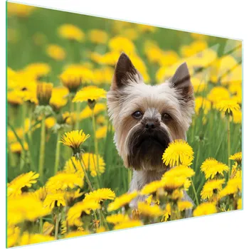 Kuchyňské prkénko Krájecí deska TMK ArtDeko sklo 1 ks