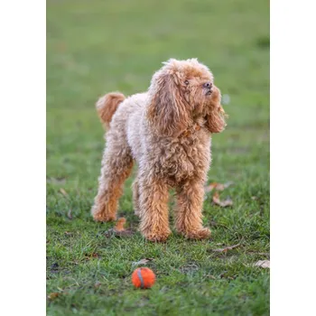 Obraz Plakát pudl se psem s míčem, bez rámu, 64 x 90 cm