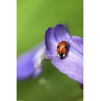 Obraz Plakát Beruška bez rámu 20 x 30 cm