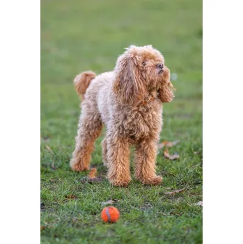 Obraz Plakát pudla s míčem bez rámu 30 x 45 cm