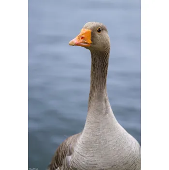 Obraz Plakát Husa bez rámu 20 x 30 cm