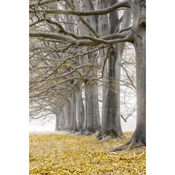 Obraz Plakát Stromy v řadě - žluté listí bez rámu 20 x 30 cm