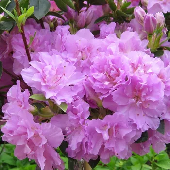 Sazenice Rhododendron obtusum Elsie Lee 20/30 cm