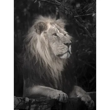 Obraz Plakát Lev bez rámu 30 x 40 cm
