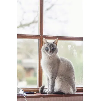 Obraz Plakát Kočka na parapetu okna bez rámu 56,6 x 86,4 cm