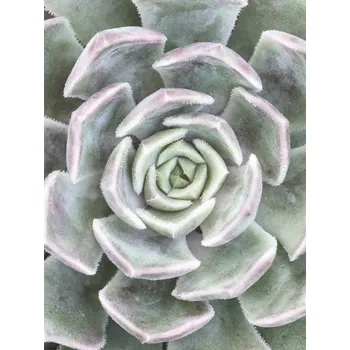 Obraz Plakát Sukulent bez rámu 30 x 40 cm