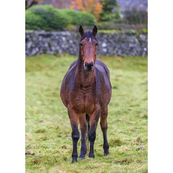 Obraz Plakát Kůň na poli bez rámu 64 x 90 cm