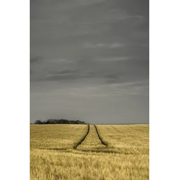 Obraz Plakát Pšeničné pole bez rámu 20 x 30 cm