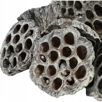 umělá květina Květ lotosu exotický sušené rostliny dekorativní 6-8 cm