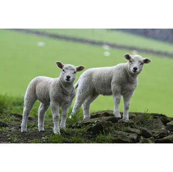 Obraz Plakát Dva beránci stojící na poli bez rámu 30 x 20 cm
