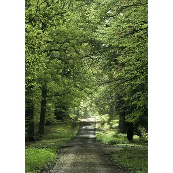 Obraz Plakát Jarní lesní cesta bez rámu 29,7 x 42 cm