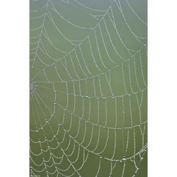 Obraz Plakát Pavučina bez rámu 20 x 30 cm