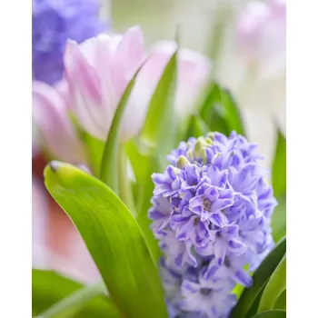 Obraz Plakát Hyacint a tulipány detail, nezarámovaný, 40 x 50 cm