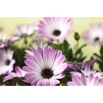 Obraz Plakát Květiny Osteospermum bez rámu 30 x 20 cm