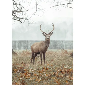 Obraz Plakát Jelen v lese bez rámu 20,5 x 28,4 cm