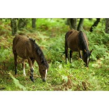 Obraz Plakát Divocí koně bez rámu 30 x 20 cm