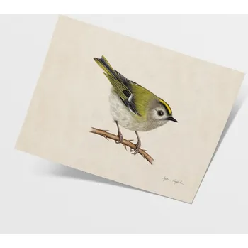 Obraz Ilustrace střízlíka zlatohlavého 21x30 - Tukan Media