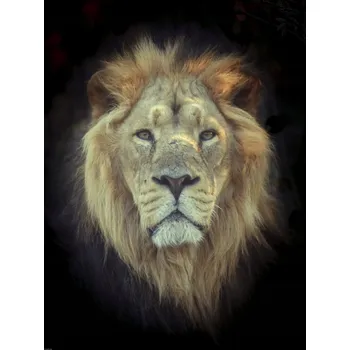 Obraz Plakát Lví hlava bez rámu 60 x 80 cm