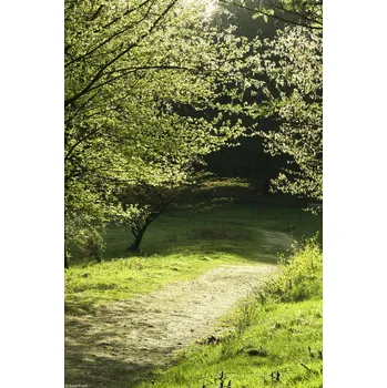 Obraz Plakát Sluneční světlo na cestě mezi poli bez rámu 20 x 30 cm