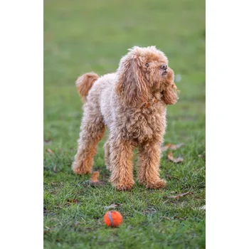 Obraz Plakát pudl se psem s míčem, bez rámu, 53 x 81 cm