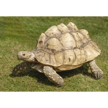 Obraz Plakát Želva bez rámu 66,5 x 46,5 cm