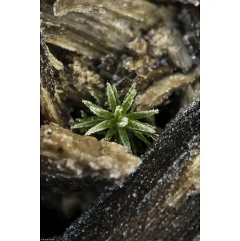 Obraz Plakát Kůra přírodního dřeva bez rámu 20 x 30 cm