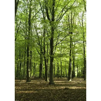 Obraz Plakát Jarní Les bez rámu 29,7 x 42 cm