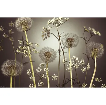 Obraz Plakát Květiny luční 4 bez rámu 30 x 20 cm