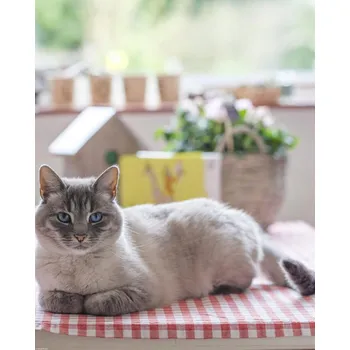 Obraz Plakát Kočka na stole bez rámu 40 x 50 cm